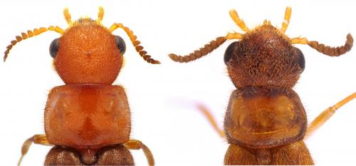 Elateroides dermestoides